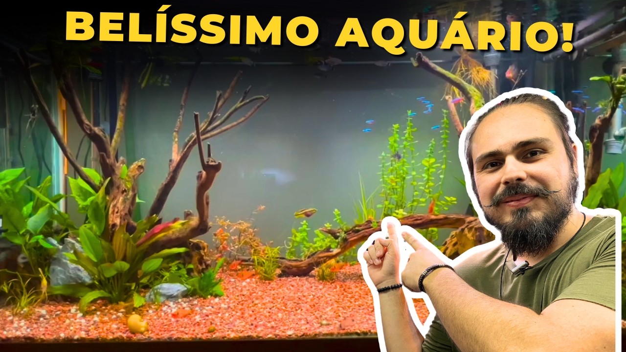 🔴O BELÍSSIMO AQUÁRIO DO AUGUSTO |Mr. Betta|
