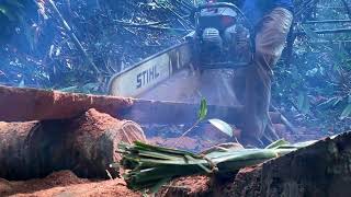 No Safety Net: 90FT Traditional Tree Removal with Chainsaw – Real Danger Footage