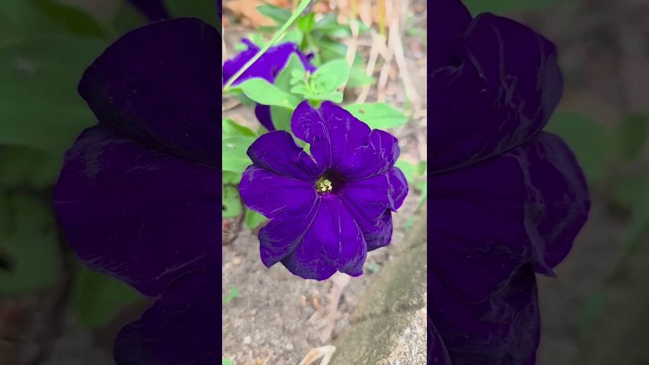 Looking at nature in my backyard