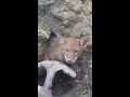 May 28, 2015, coyote rescue