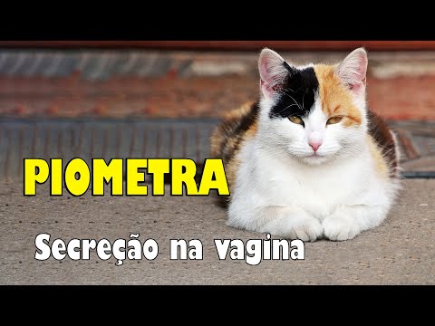 Vídeo: Inflamação Vaginal Em Gatos