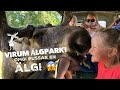 VLOGG-VIRUM ÄLGPARK