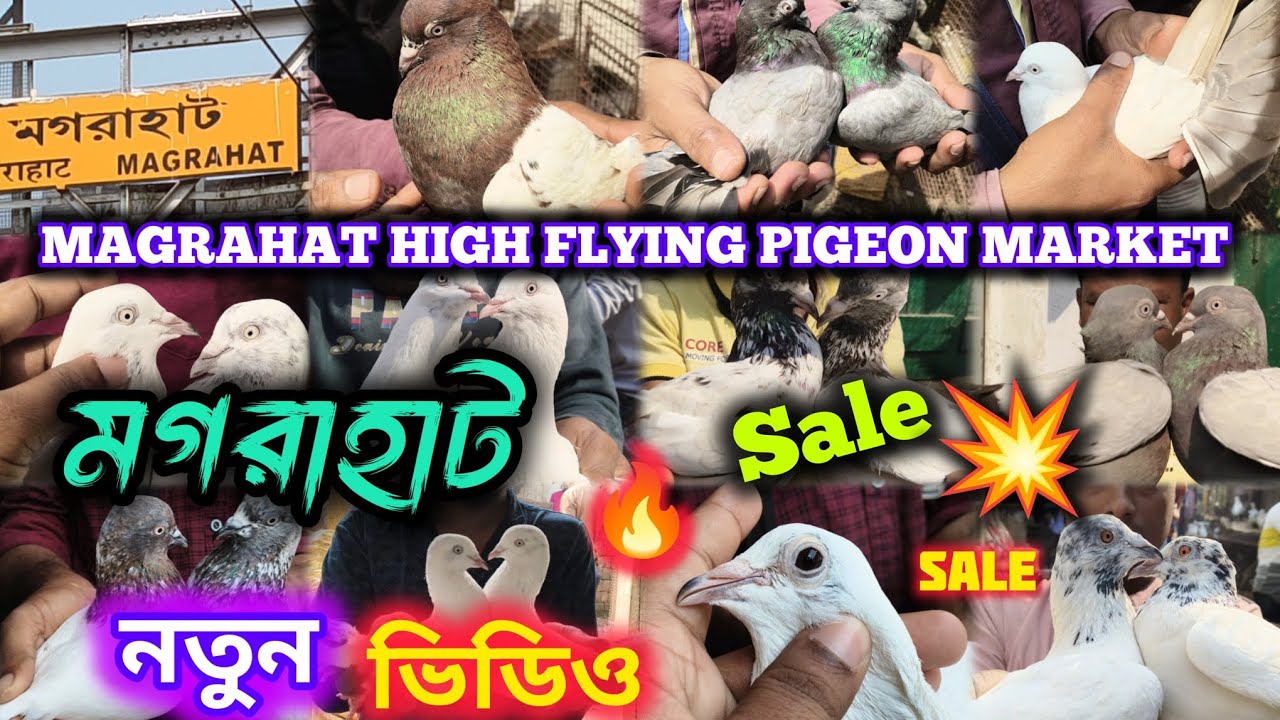 মগরাহাটে.কালদুমা.নাফতা,শাজাহপুরি,কালশিরা,আরও অনেক ভরপুর কালেকশন, দেখতে হবে ভিডিও টা,😱