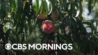 Farmers worry climate change could make it harder to grow peaches