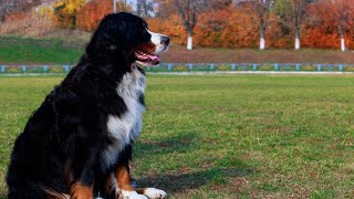 Bernese Mountain Dog and Service Dog Training