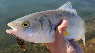 HUGE SALMON ON A STICKBAIT! | Fishing West Lakes, South Australia