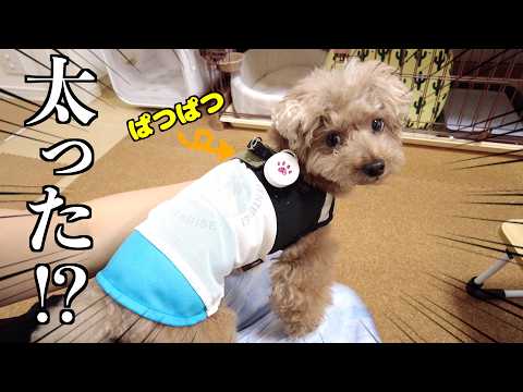 愛犬のハーネスがいつの間にかパツパツになってました【トイプードル】