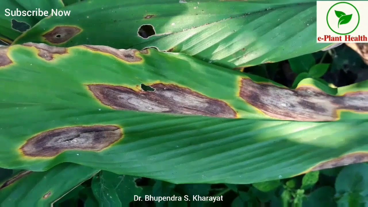 Anthracnose or Leaf Blotch of Turmeric YouTube