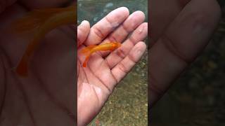 secret food for fish  #guppy #viral #fish #molly #pet #cuteanimals #ytshorts #secret #food #care