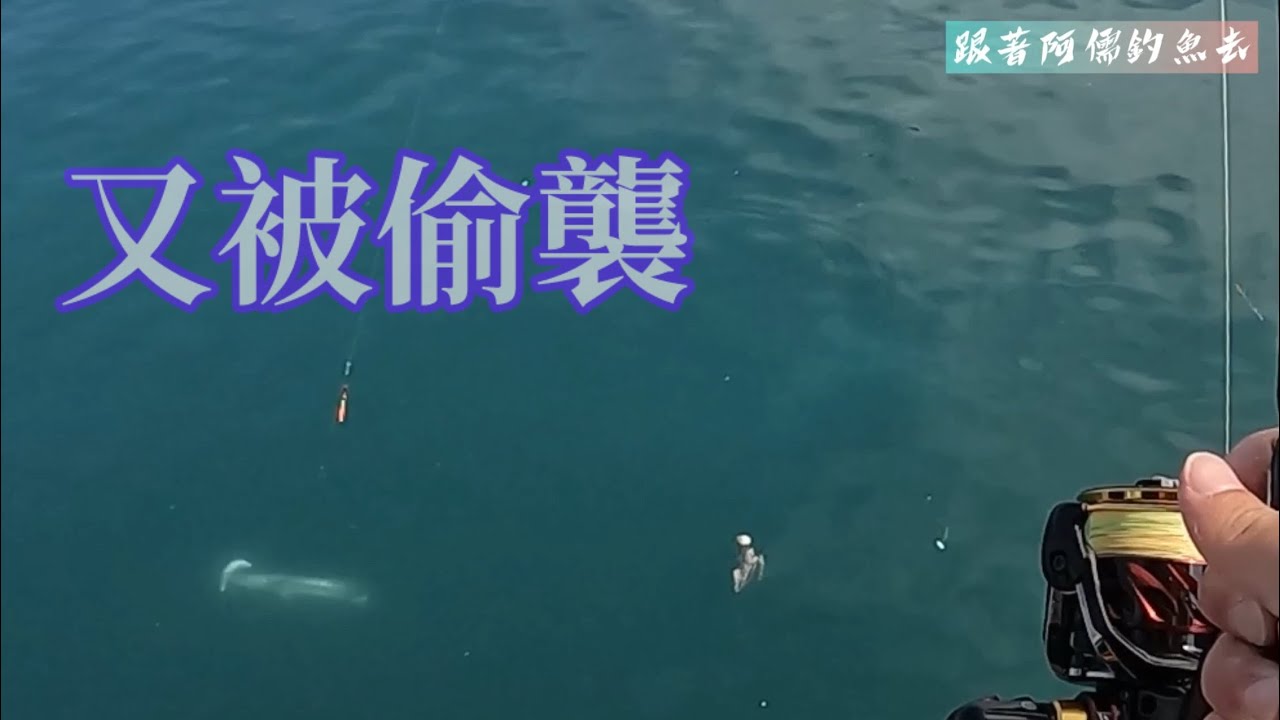 花蓮港釣魚區開放｜米級尖牙利齒襲擊｜巨型烏魚重砲來襲｜