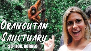 ORANGUTAN SANCTUARY in BORNEO MALAYSIA  Sepilok Rehabilitation Centre (STOP PALM OIL!!)