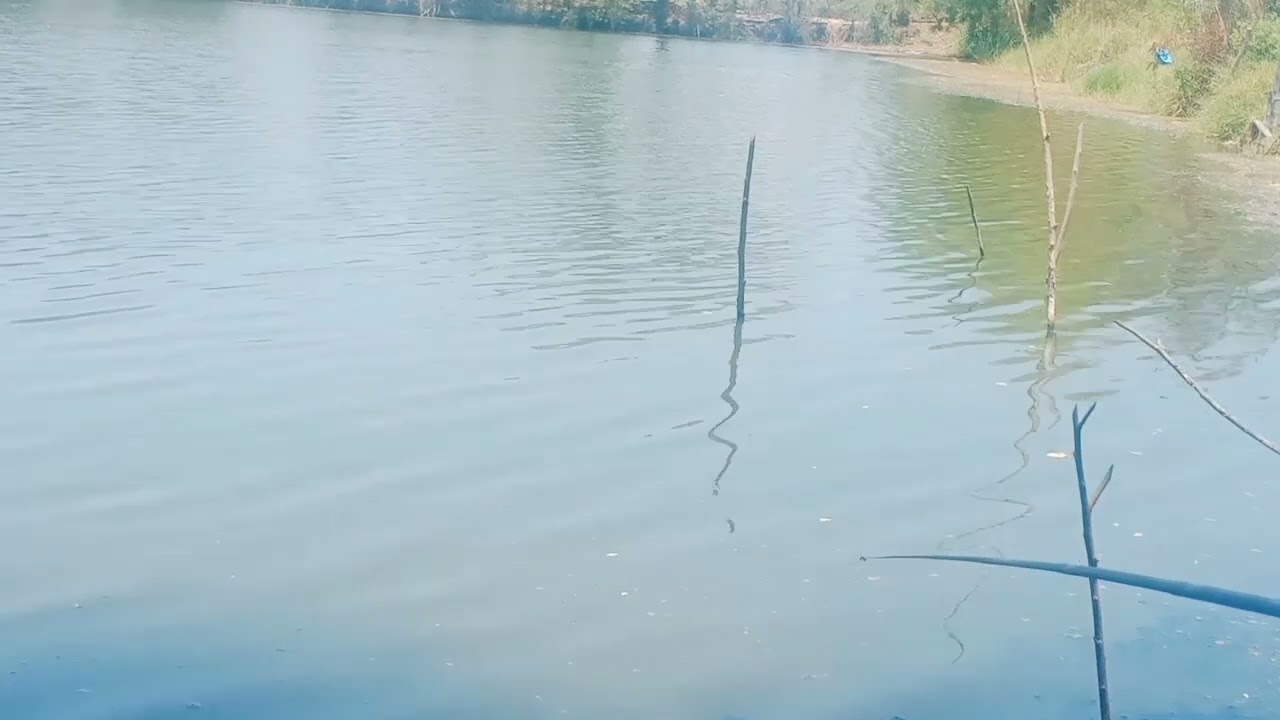 Mancing saweran murah tambak sidoarjo @Bogsfishingchanel-y1r