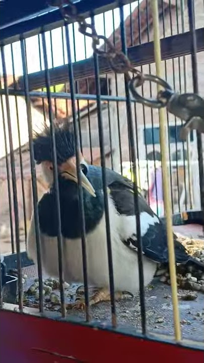 nada dering suara burung ngopi_ngopi