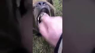 mano boca oso meme