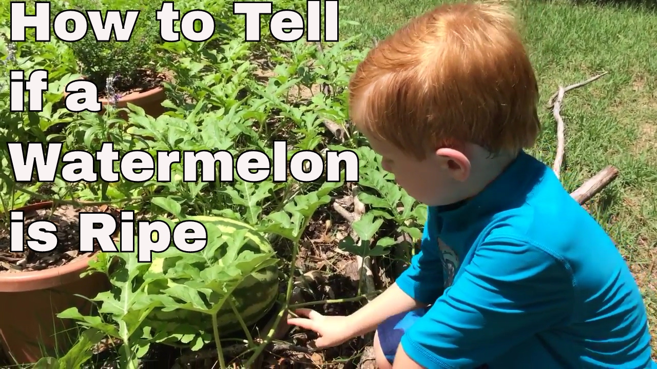 How to tell if a watermelon is ripe. - YouTube
