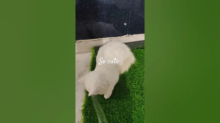 Watch the video about Cute turkish angora cat playing #cat #cute