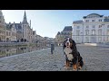 Visit gent in belgium with bernese mountain dog