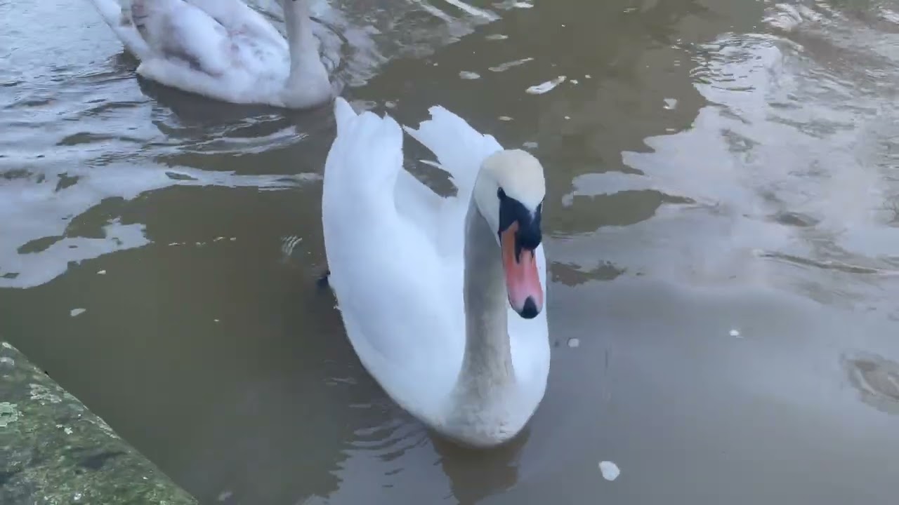 17. 2  2026. Labuť veľká. 