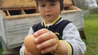 Baby Chick Hatching Day 2 - How to Select the Best Eggs for Hatching