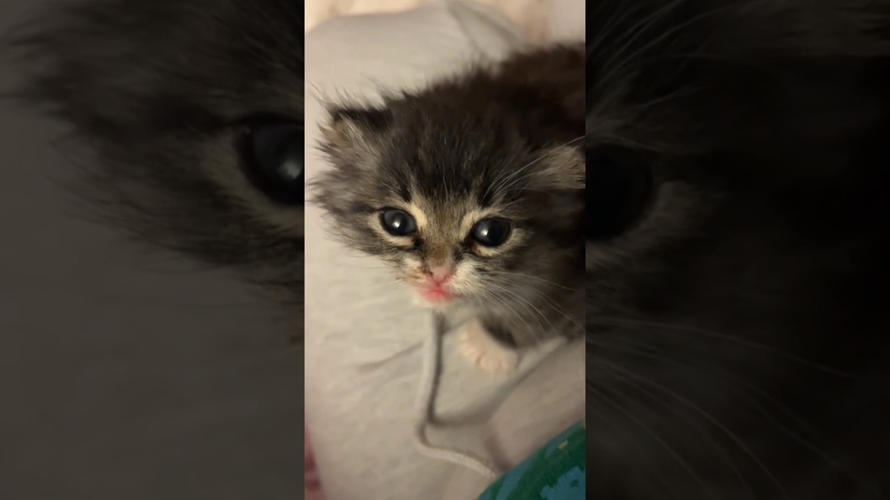 Tiny Fluff Ball Demands His Dinner😂