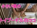 ㉗生後2か月で我が家に来てから1歳までの映像♪