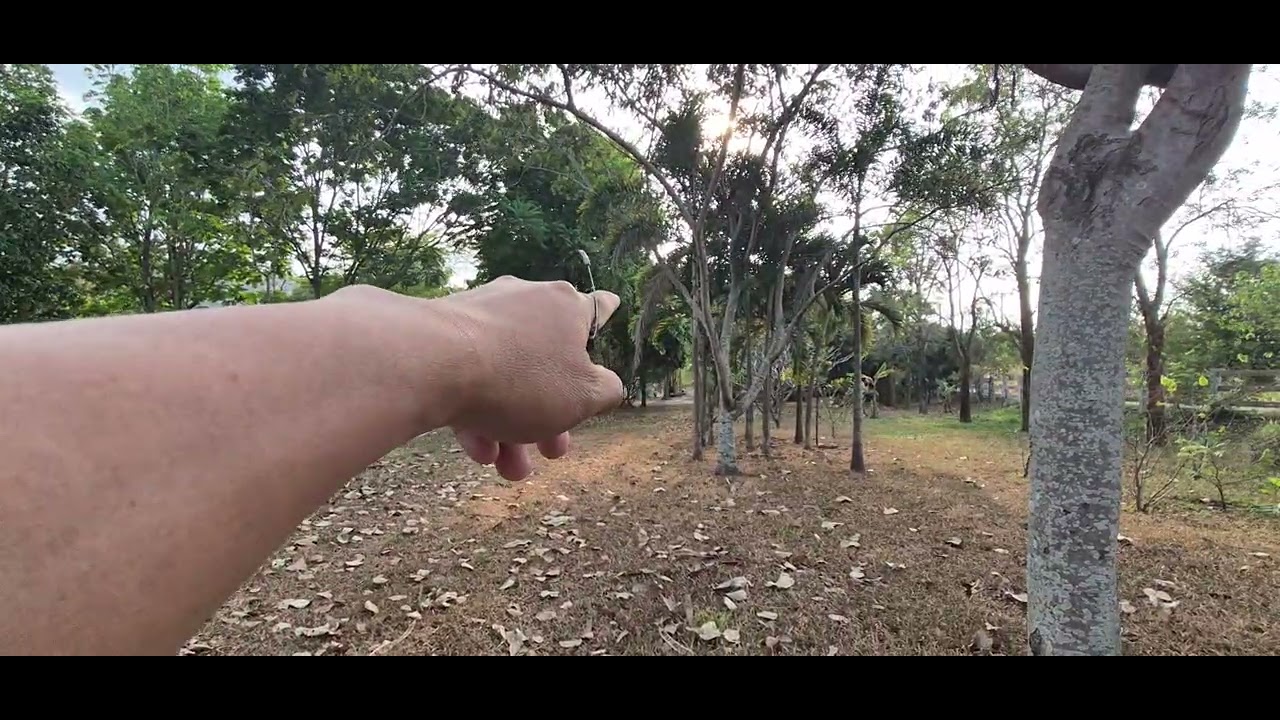 #ขายที่ดินปากช่องเขาใหญ่ โฉยด ไม้มงคล ไม้ป่า อายุ 10 เต็มพื้นที่  ขาย 11,250/ตรว. 0982861698 