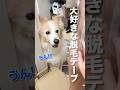 パパを痛がる様子を見守る犬が興奮しすぎて犬語連発!?!?