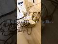愛猫に爪とぎを壊されました。新品を献上したら反応が可愛すぎた...！ #cat #ragdoll #catvideo