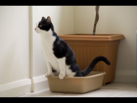 Video: Parásito Intestinal (coccidia) En Gatos