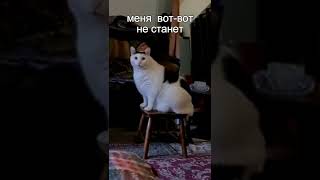 Когда вовремя не покормил кота