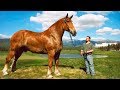 Die 10 größten Pferde der Welt!