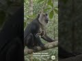 It Stuffs Its Face Like a Grocery Bag… and Physics Is the Reason 🐒🫧