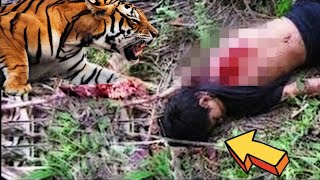 A tiger appeared out of nowhere...| A rare animal fight caught on camera