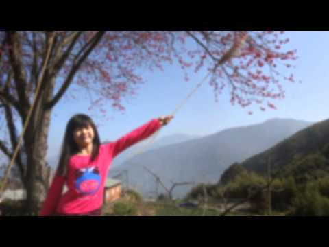 2013年白蘭的櫻花開了!!