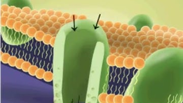 KHTN 7_ CƠ CHẾ ĐÓNG MỞ KHÍ KHỔNG