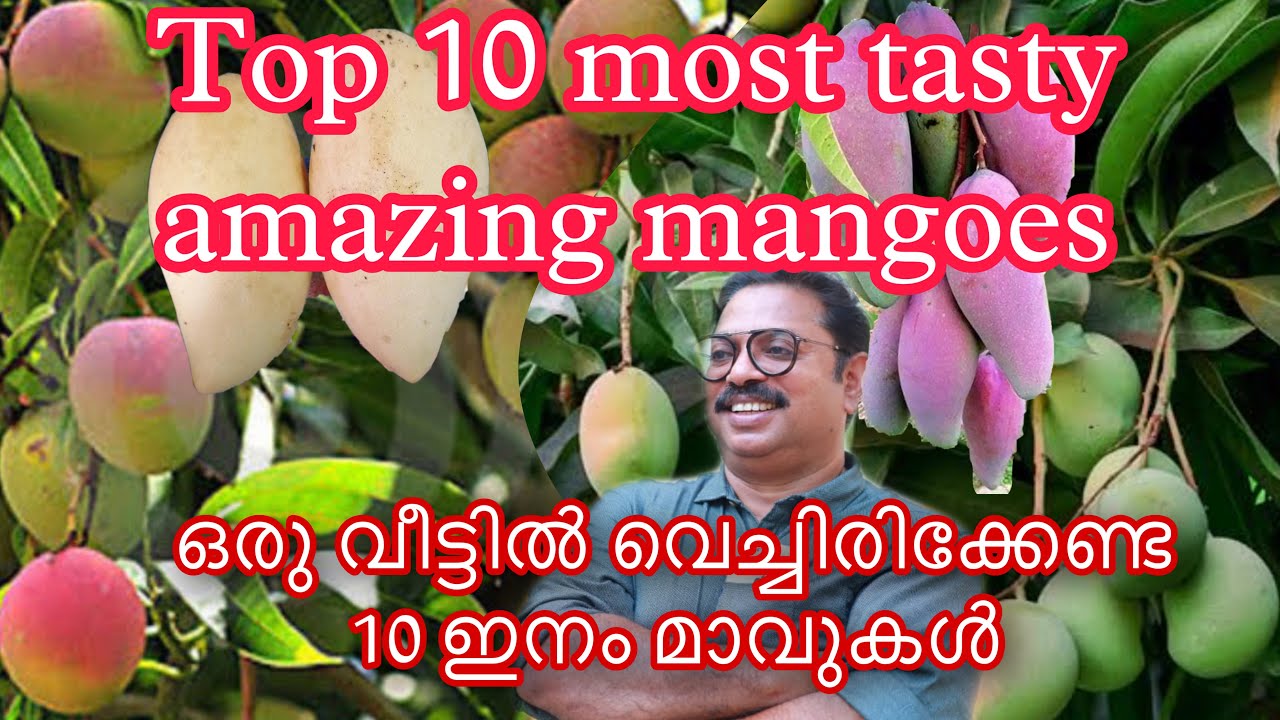 Top 10 Most Tasty Amazing Mangoes Reviews ഒരു വീട്ടിൽ വെച്ചിരിക്കേണ്ട 10 ഇനം മാവുകൾ