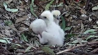 Sea-EagleCAM | Mom beautiful feeding to SE29 & SE30 | July 31, 2022