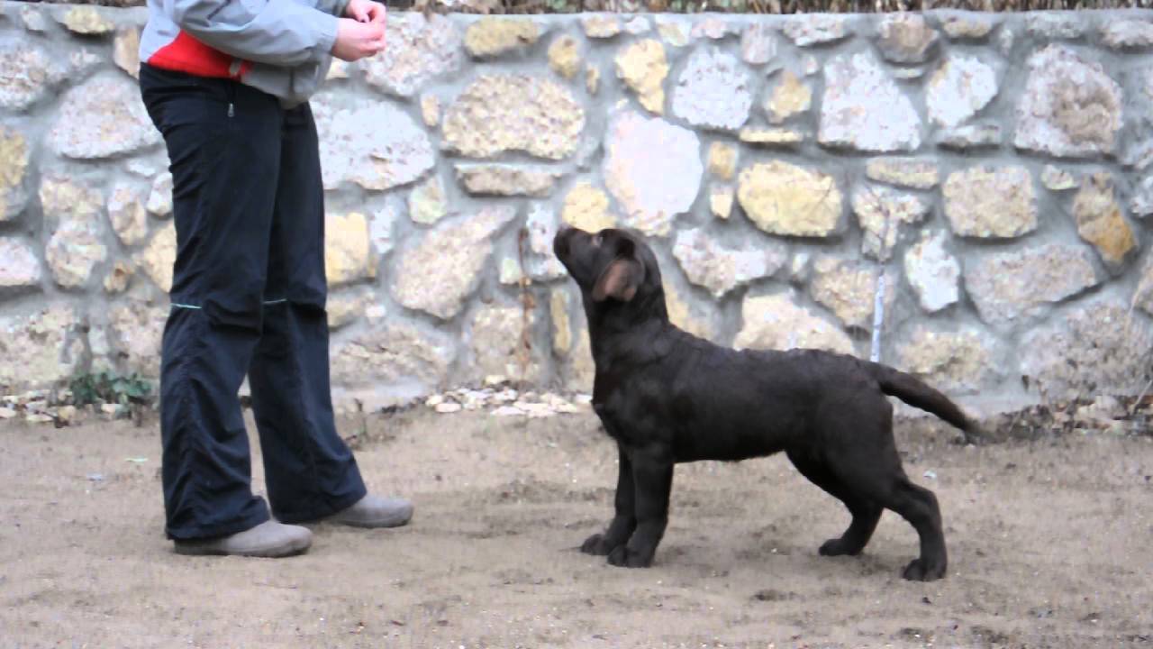 RAINRIVER RAINBOW LIGHTS 4,5 m.o.