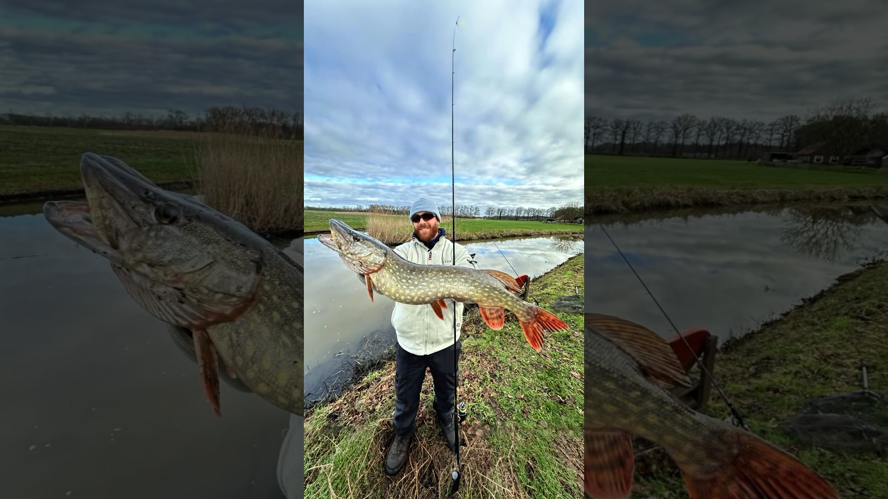 Dicker Winter Hecht im Polder!🎣❄️