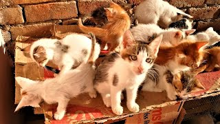 Small Small Kittens| Lot of Small Kittens  | Cute Meows | Kitty TV | Rani and Goti