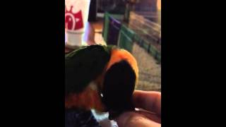 Preening a caique