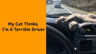 50 Cats Doing Things That Make Absolutely No Sense 😭