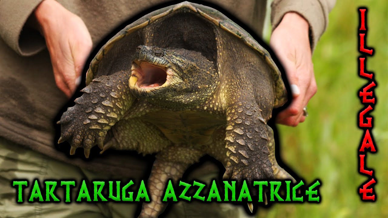 Vasca Acquario Per Tartarughe – Habitat Multiuso Con Area Asciutta, Drenaggio Rapido, PP Resistente, Per Tartarughe Azzannatrici, Erbose E Mauremys, 46x23x20 Cm