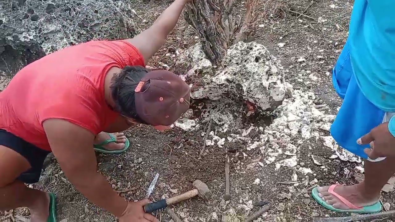 Serunya cari bahan bonsai ori di batu dari alam tuban