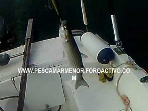 PESCA DE MUJOL A CURRICAN EN EL MAR MENOR...