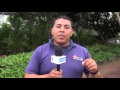 Así se reproducen las plantas en el vivero Torenias