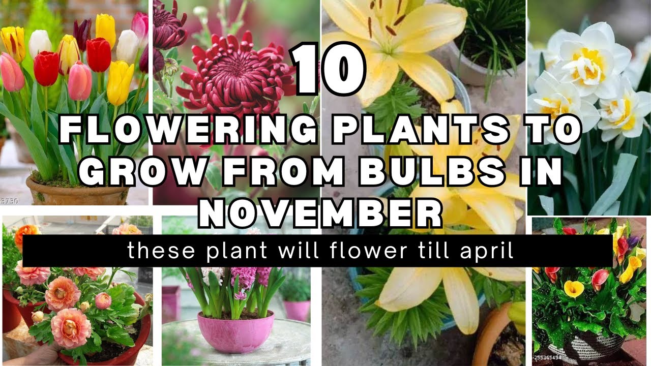 Best Winter Flowering Plants To Grow From Bulb In November Bulbous best-winter-flowering-plants-to-grow-from-bulb-in-november-bulbous