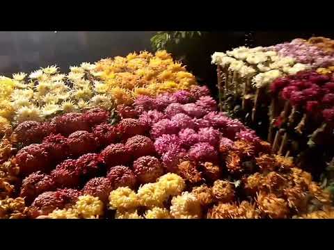 Beautiful Flowers Exhibition in Race Course Park Lahore