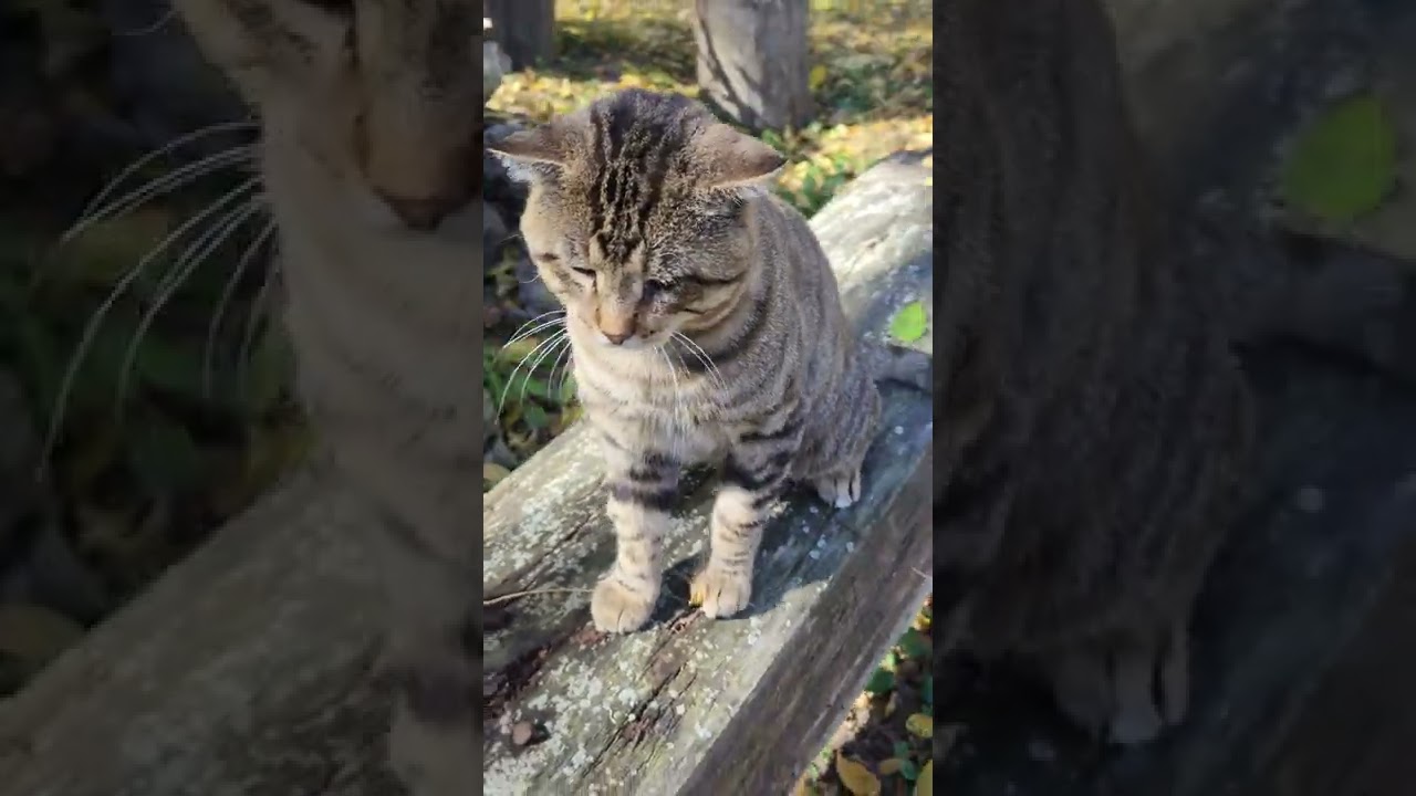 Hanging out with our stray turned family - Crazy Critters Short 8K Ultra HD