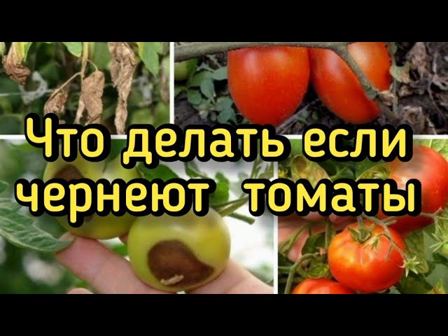 Что делать если чернеют томаты?